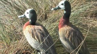 Wildfowl & Wetlands Trust Slimbridge