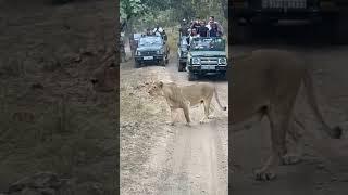 gir National park sasan gir Gujarat jungle safari India 24 Nov 2022.           www.girlionsafari.com