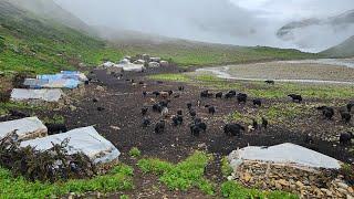 Organic Himalayan Village Life |Ep-1 | Nepal | Most Peaceful & Relaxing YAK Herdsmen Life In Dolpa