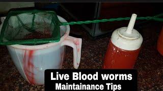 Simple technique for maintaining live blood worms