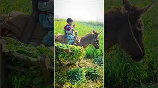 ourchilled munawar ibrahim sial