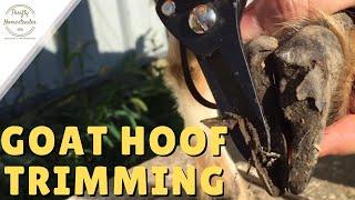 Goat Hoof Trimming