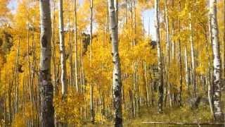 Quaking Aspen Magic