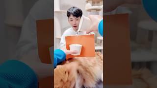 【風邪引いた】猫が一瞬で消えるマジック　#簡単 #magic