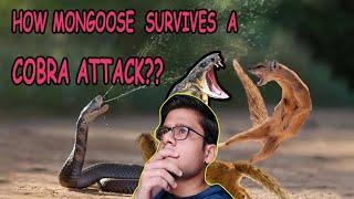 Scientific reason why mongoose has no effect of snake venom!!! biology readers must see #medicine