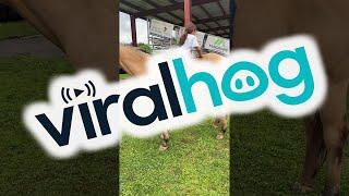 Gentle Horse Allows Climbing and Sliding || ViralHog