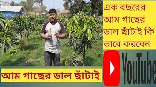 এক বছর বয়সের আম গাছের ডাল কি ভাবে ছাঁটাই করবেন।How to pruning of mango orchard. @KrishiBioscope