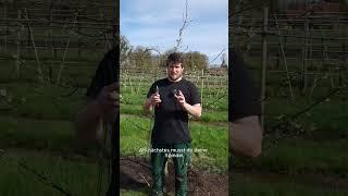 #gardening #organic #organicfarming #gartentipps #selbstversorger