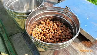 Hazelnut red kostka. Description, harvesting, seedlings in the pot.