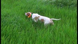 Amazing english pointer 2022