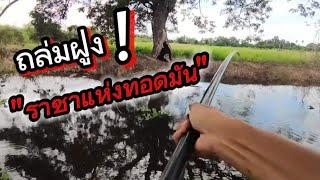  เจอฝูง"ทอดมัน" กลางทุ่ง  | ตกปลาฉลาด | ตกปลาตอง fishing | ตกปลากราย