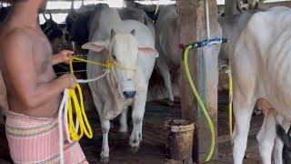 LOADING AND UNLOADING OF THE BIGGEST AND MOST BEAUTIFUL BAACHI COW OF 2021 FROM SHAFAAN DAIRY FARM