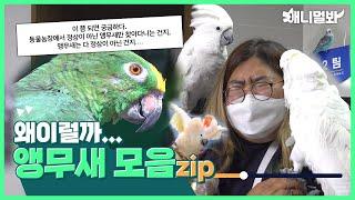 ???: 이번에도 멀쩡한 앵무새를 보여드리긴 글렀습니다. 앵무새 모아보기 ㅣ???: We failed to find normal Parrot