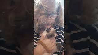 Pequeña bebé siamesa rescatada))