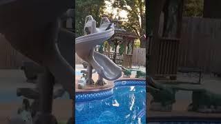 Funny Cat falling in Water       #shorts #cats