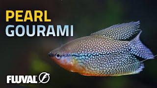 Species Spotlight | Pearl Gourami