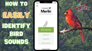 Merlin Bird ID App - Easily Identify Bird Sounds in your area - Free App by Cornell Lab