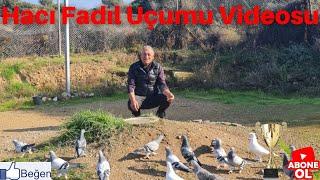 Haci Fadıl Uçumu Videosu(devamı bugün gelecek)#mardingüvercini #oyunkuşu 05322736545