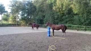 Ginas diary 14-Sep-2014 -Gina "steht im Regen" und Feli liebt die Freiheit-