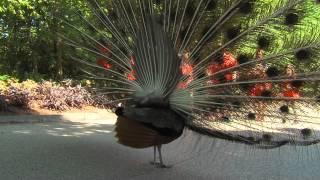 Peacocks - Cincinnati Zoo