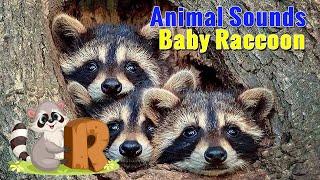 Baby Raccoon Sounds - Raccoon Noises | Animal Sounds