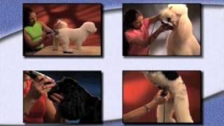 Pet Grooming Tips and Techniques | Wahl