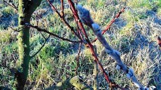 poda de duraznero en invierno