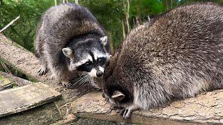 RACCOON GORA ATTACKS MATTHEW / Raccoon meeting / Raccoon reaction to grapes