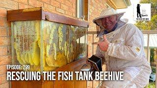 Saving The Fish Tank Beehive: Transferring To A Flow Hive | The Bush Bee Man