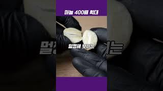 이런 마늘 절대 먹지 마세요!! 400배 확대 #마늘 #곰팡이 #현미경