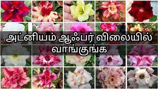 அடினியம் ₹200 மட்டுமே  வாங்கலாம் வாங்க டிசம்பர் 20 வரை/Offer Sale Adenium Till December 20