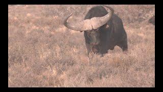 Buffalo Hunting with a Great Outfitter in 4K by African Safari Photo.