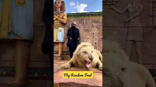 Dubai's  Sheikh with white Lion pet at home#lion  #animallover .#dubai #shorts#uae #animals