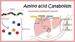 Amino acid catabolism (Transamination | Deamination | Urea cycle)