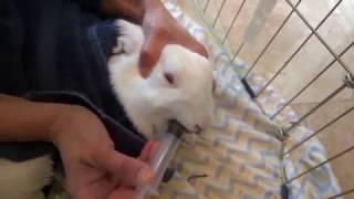 How to Force Feed a Sick Rabbit/ Critical Care