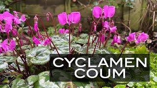 Cyclamen Coum