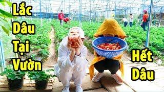 Thử Thách Ăn Hết Vườn Dâu Đà Lạt Và Món Dâu Lắc Ngay Tại Vườn