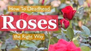 How To Deadhead Roses the Right Way