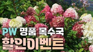 [할인이벤트] 믿고심을만한 든든-한 PW목수국 7종! 누구보다 아름다운 당신의 정원을 위해!