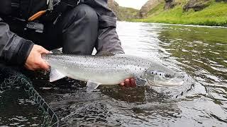 Iceland on the fly