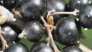 Healthy Fruits || Suparna Sinha ||   