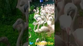 ️#birds #shorts #youtube #bollywood #animal #animals #kids #circus 