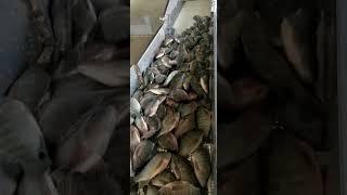 Keep collecting small fish of raw material to finish 2-3oz tilapia fillets orders