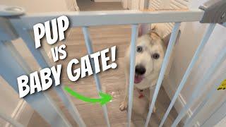 Regalo Easy Step Baby Gate Review