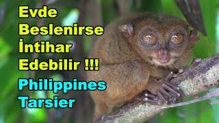 Kendisi Küçücük Gözleri Kocaman. Filipinler Tarsiyerini Tanıyalım #tarsier