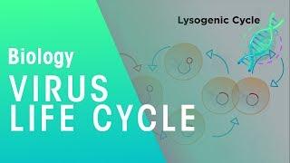 Virus Life Cycle | Health | Biology | FuseSchool