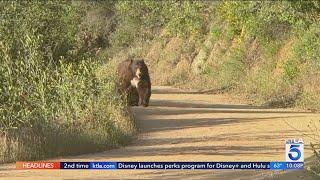 Bear spotted on popular Claremont hiking trail
