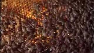 Hornet cooked by bees