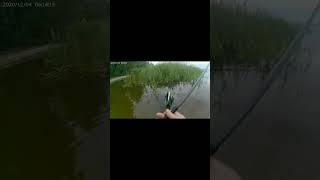 Прозевал поклёвку.#поклёвка  #рыбалка #fishing#ловлякарася #рыбалканапоплавок