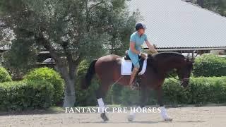 AVALON  FANTASTIC PRE HORSE suitable for amateurs FOR SALE